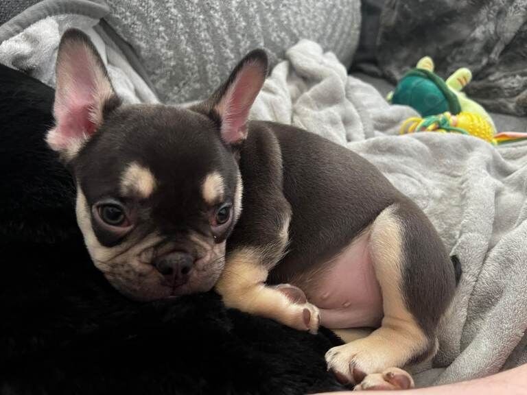 French Bulldog puppies for sale in Cheltenham, Gloucestershire – 9 weeks old - Image 2 of 4