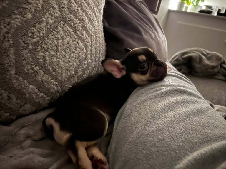 French Bulldog puppies for sale in Cheltenham, Gloucestershire – 9 weeks old - Image 3 of 4