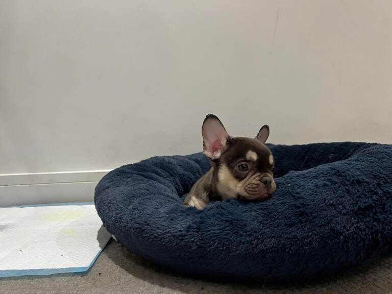 French Bulldog puppies for sale in Cheltenham, Gloucestershire – 9 weeks old - Image 4 of 4