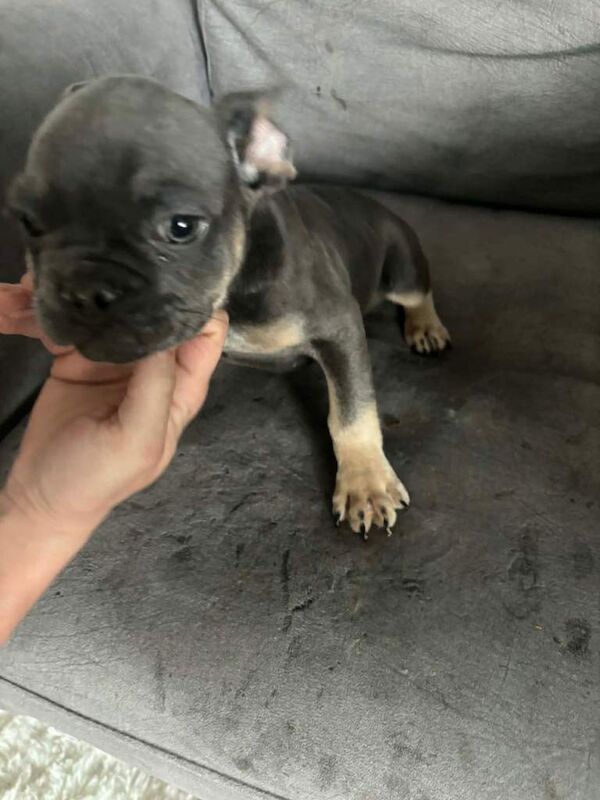 10 weeks old boy - Image 2 of 6