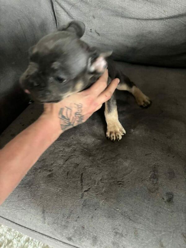 10 weeks old boy - Image 4 of 6