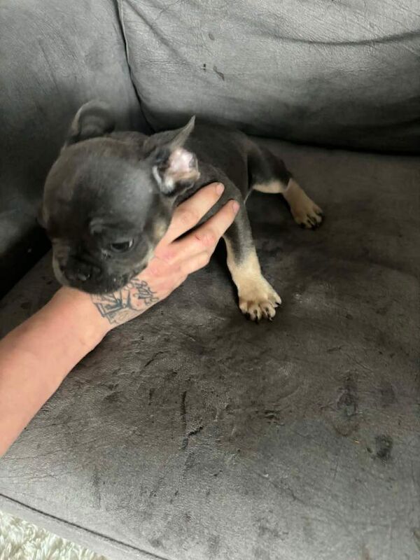 10 weeks old boy - Image 6 of 6