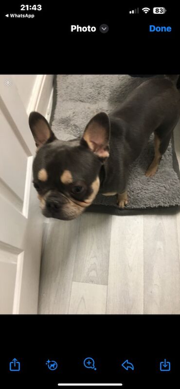 11 months old French bulldog - Image 2 of 3