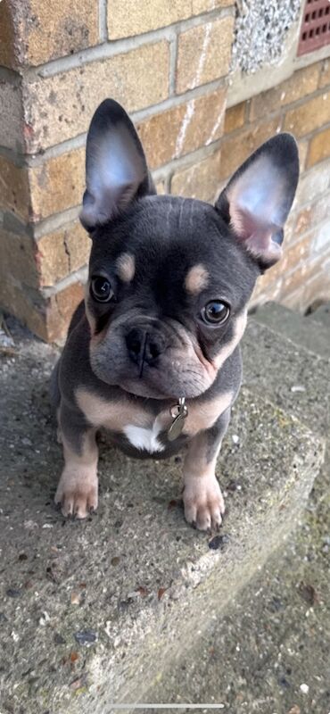 11 months old French bulldog - Image 3 of 3