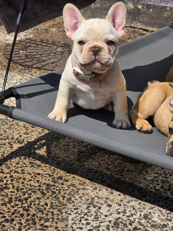 11 week old platinum frenchie pup - Image 4 of 6