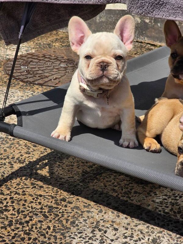 11 week old platinum frenchie pup - Image 5 of 6