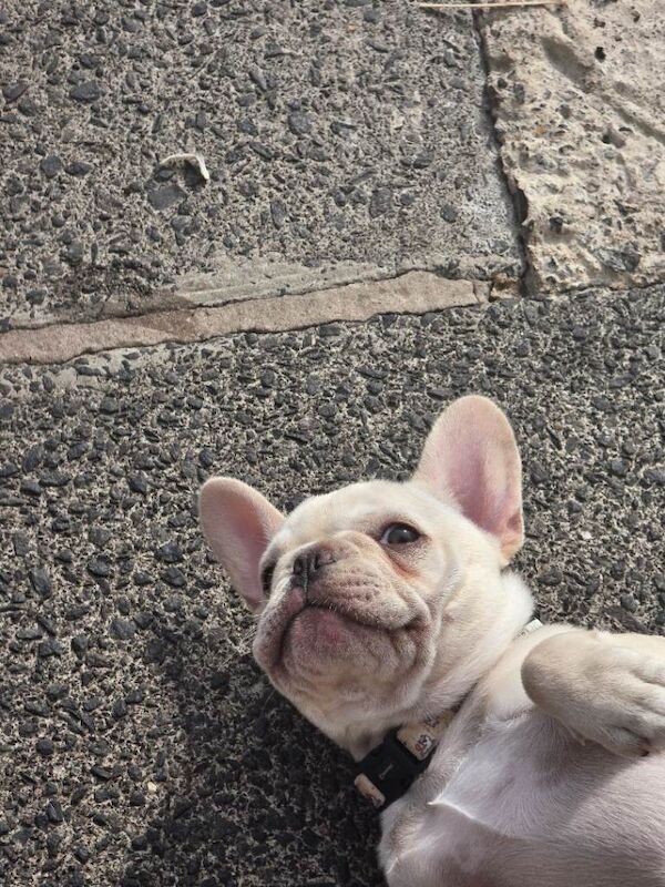 11 week old platinum frenchie pup - Image 6 of 6
