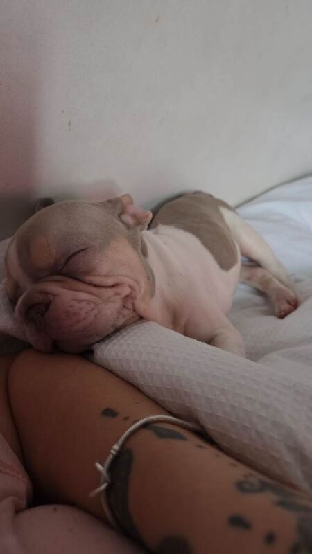 11 week velvet french bulldog - Image 2 of 3