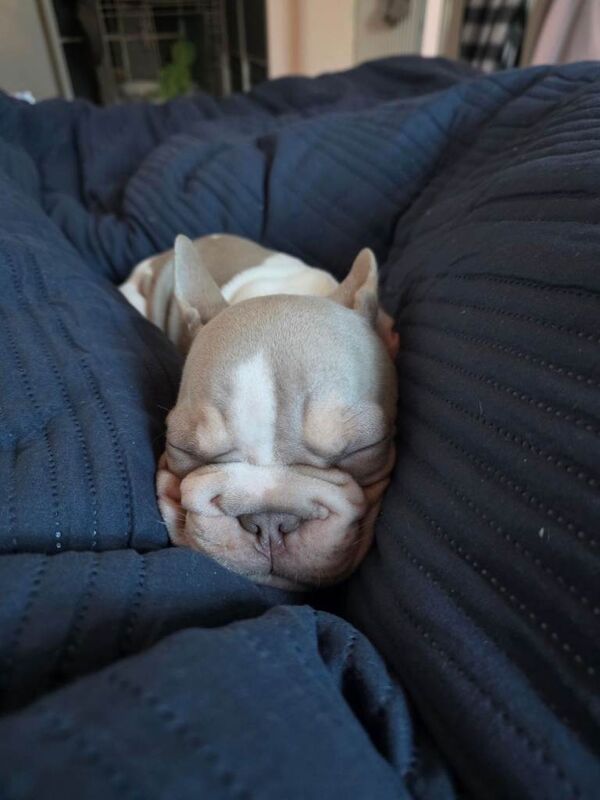 11 week velvet french bulldog - Image 3 of 3