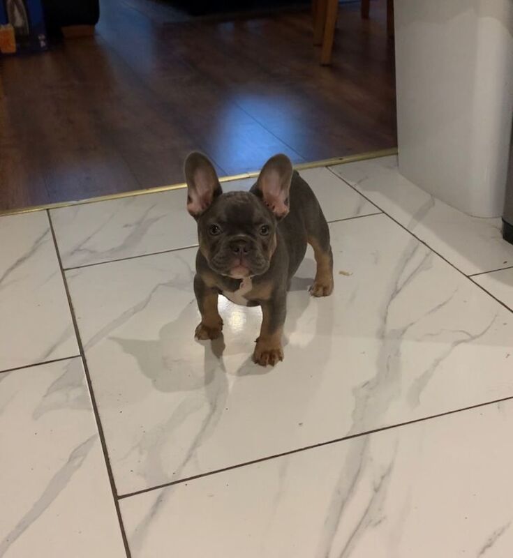 11 Weeks Rosie Looking For Forever Home