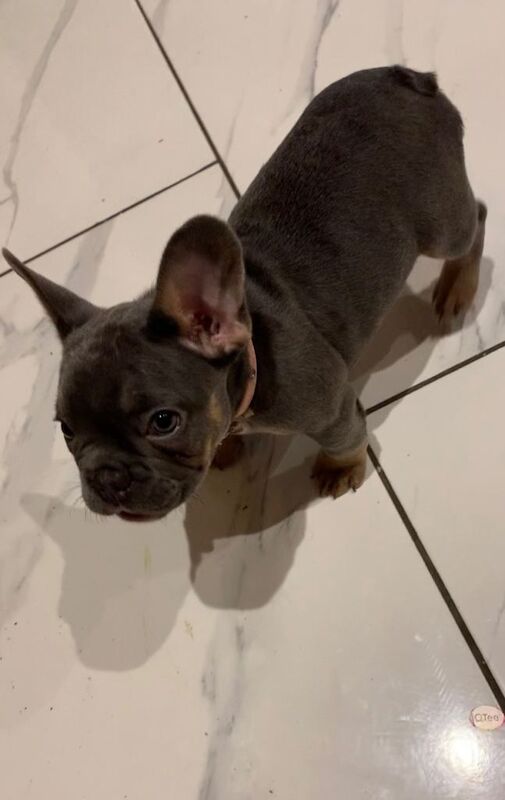 11 Weeks Rosie Looking For Forever Home - Image 2 of 4