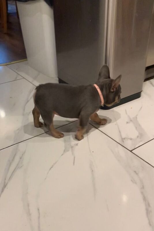 11 Weeks Rosie Looking For Forever Home - Image 3 of 4