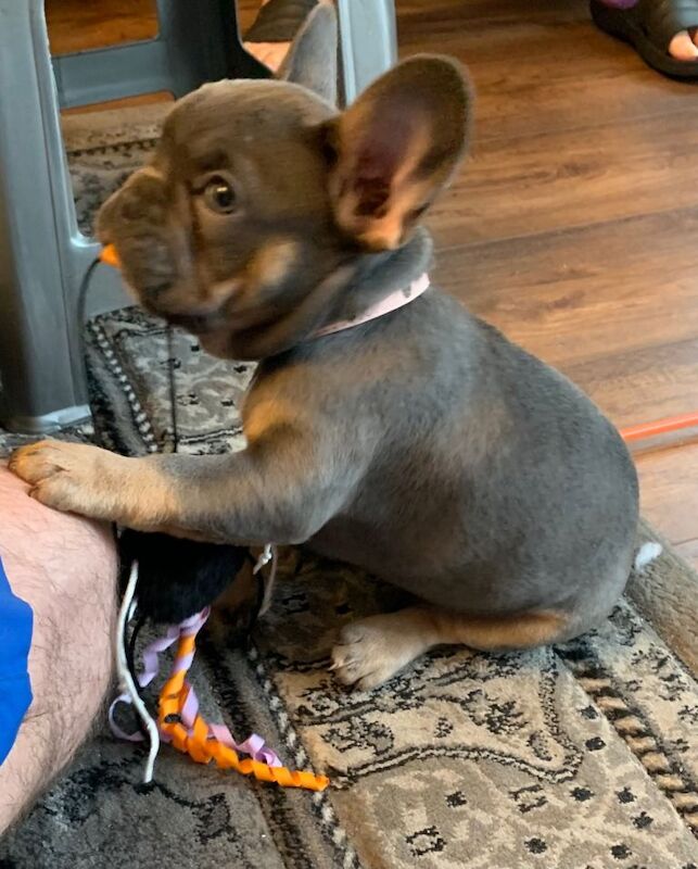 11 Weeks Rosie Looking For Forever Home - Image 4 of 4