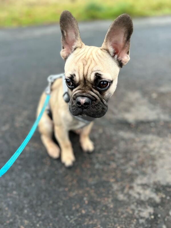 12 month old male frenchie for sale in Morpeth, Northumberland