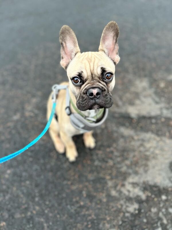 12 month old male frenchie for sale in Morpeth, Northumberland | Image 2