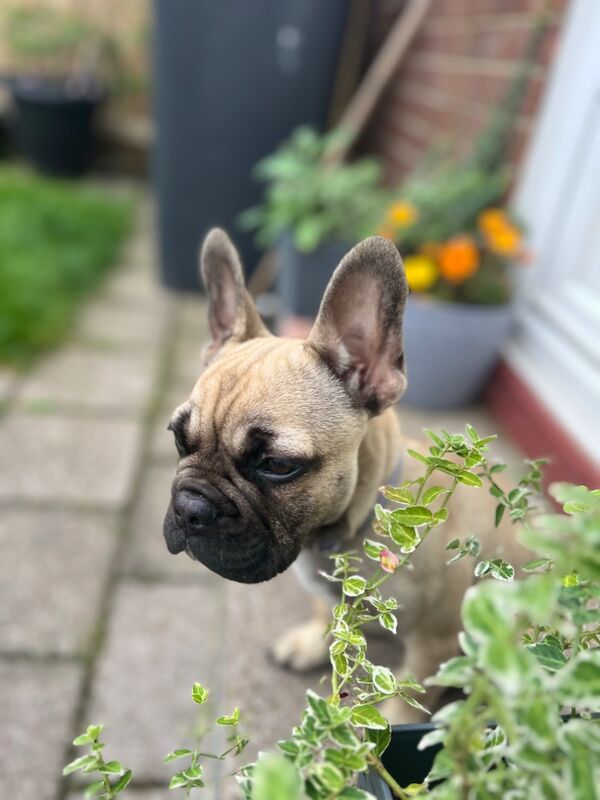 12 month old male frenchie for sale in Morpeth, Northumberland | Image 3