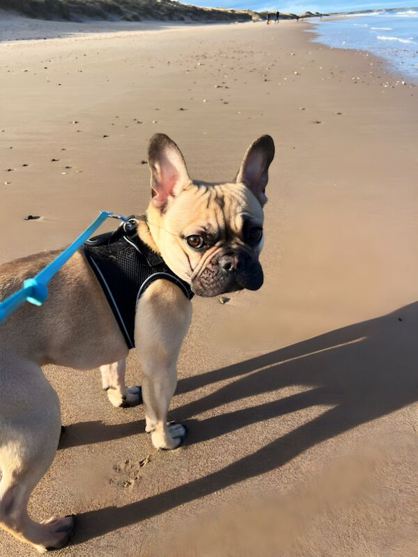 12 month old male frenchie for sale in Morpeth, Northumberland - Image 5