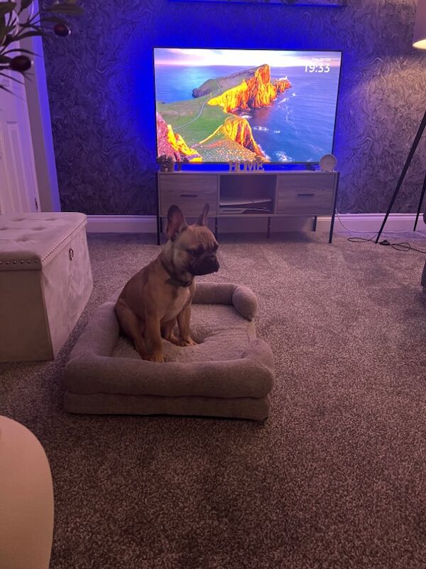 12 month old male frenchie for sale in Morpeth, Northumberland - Image 6
