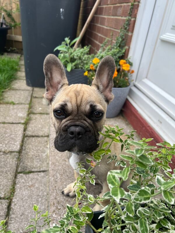 12 month old male frenchie for sale in Morpeth, Northumberland - Image 8