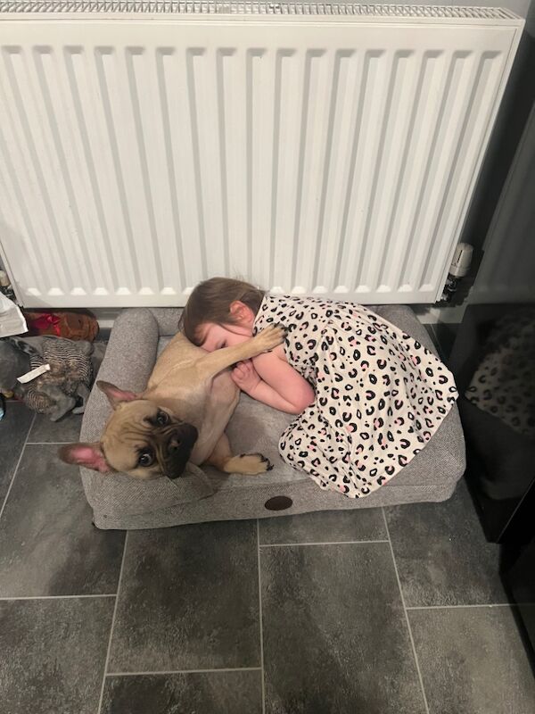 12 month old male frenchie for sale in Morpeth, Northumberland - Image 10