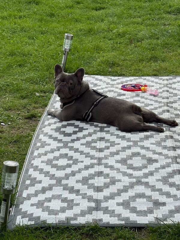 12 month old male lilac French bulldog - Image 2 of 5