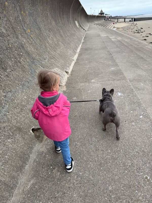 12 month old male lilac French bulldog - Image 3 of 5