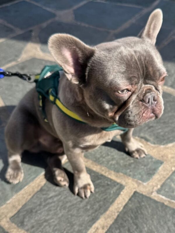 12 month old male lilac French bulldog - Image 4 of 5