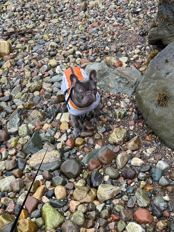 12 month old male lilac French bulldog - Image 5 of 5