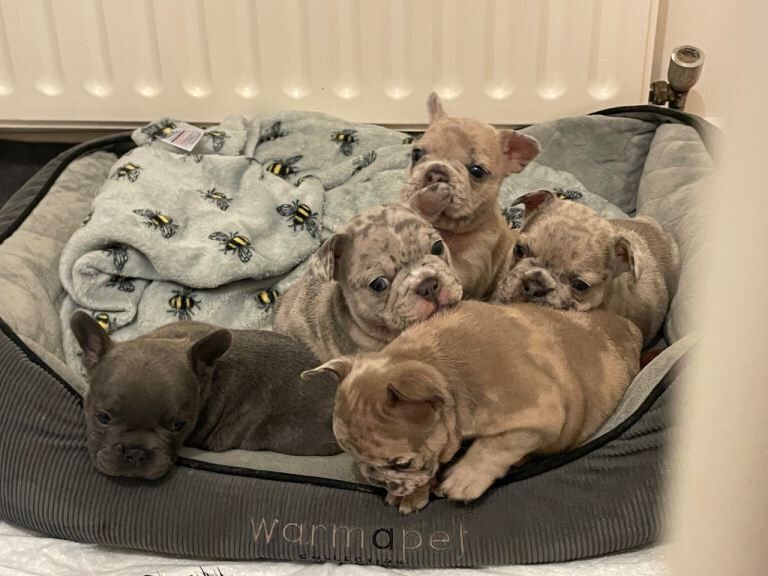French Bulldog puppies for sale in Heanor, Derbyshire – KC registered, 11 weeks old