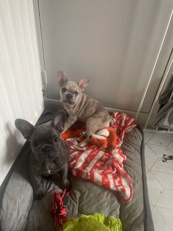 12 week old Merle French bulldogs for sale - Image 2 of 5