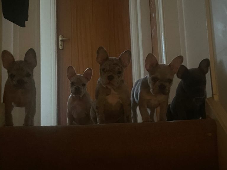 12 week old Merle French bulldogs for sale - Image 3 of 5