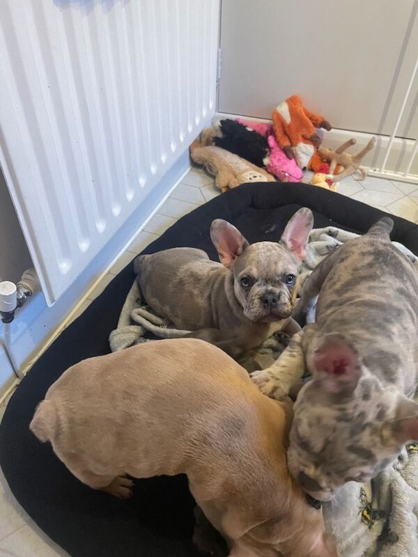 12 week old Merle French bulldogs for sale - Image 4 of 5