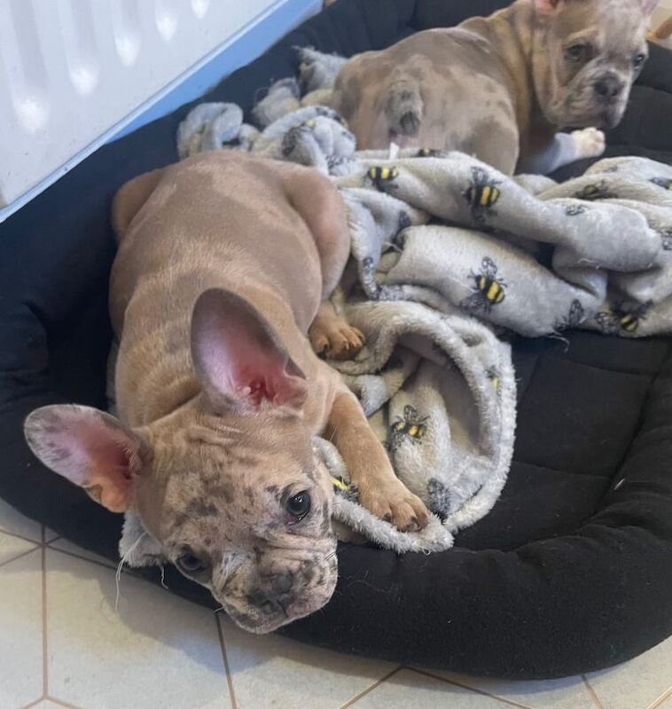 12 week old Merle French bulldogs for sale - Image 5 of 5