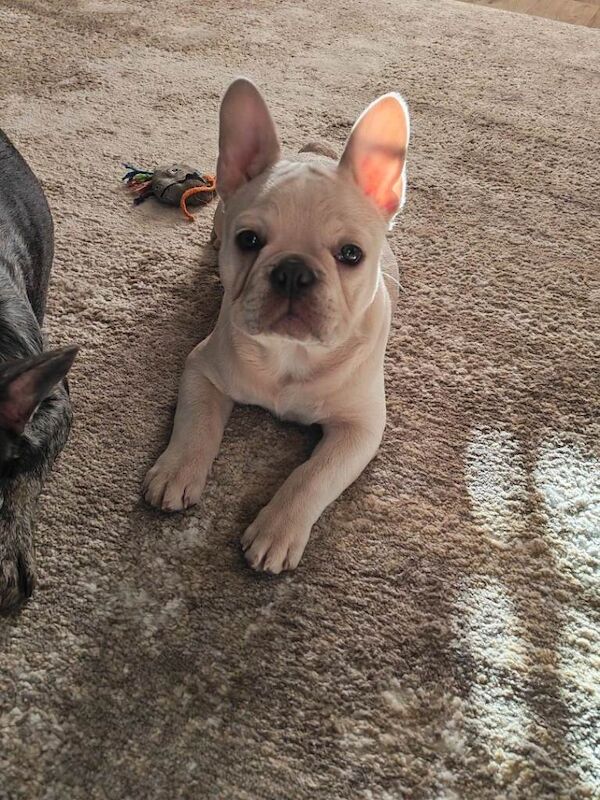 French Bulldog puppies for sale in Tonypandy, Mid Glamorgan – KC registered, 3 months old