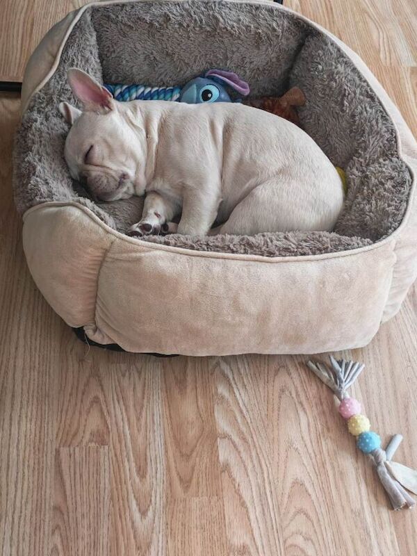 French Bulldog puppies for sale in Tonypandy, Mid Glamorgan – KC registered, 3 months old - Image 2 of 5