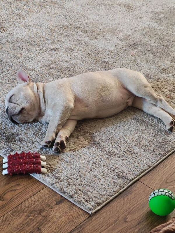 French Bulldog puppies for sale in Tonypandy, Mid Glamorgan – KC registered, 3 months old - Image 3 of 5