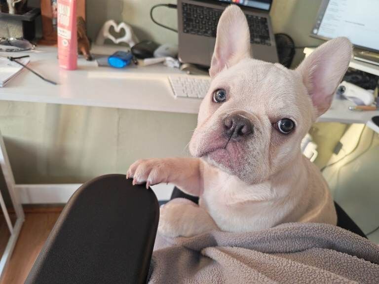 French Bulldog puppies for sale in Tonypandy, Mid Glamorgan – KC registered, 3 months old - Image 4 of 5