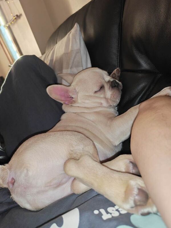 French Bulldog puppies for sale in Tonypandy, Mid Glamorgan – KC registered, 3 months old - Image 5 of 5