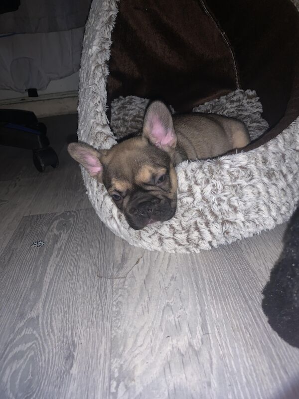 16 week old Frenchie for sale in Altrincham, Greater Manchester | Image 2