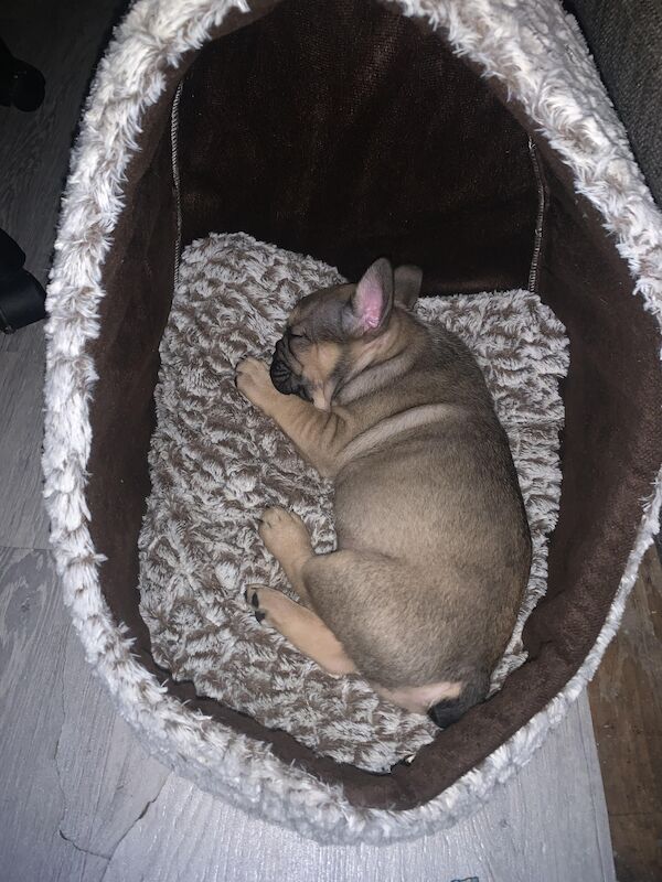 16 week old Frenchie for sale in Altrincham, Greater Manchester | Image 3