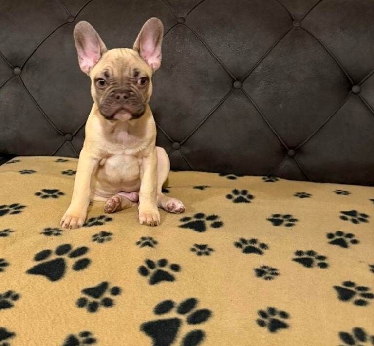 French Bulldog puppies for sale in Harlow, Essex – 10 weeks old