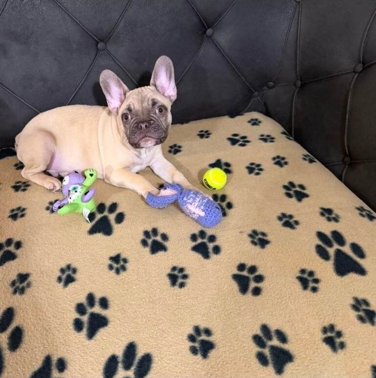 15 Week Frenchie Ready to Go Fully Trained - Image 2 of 2
