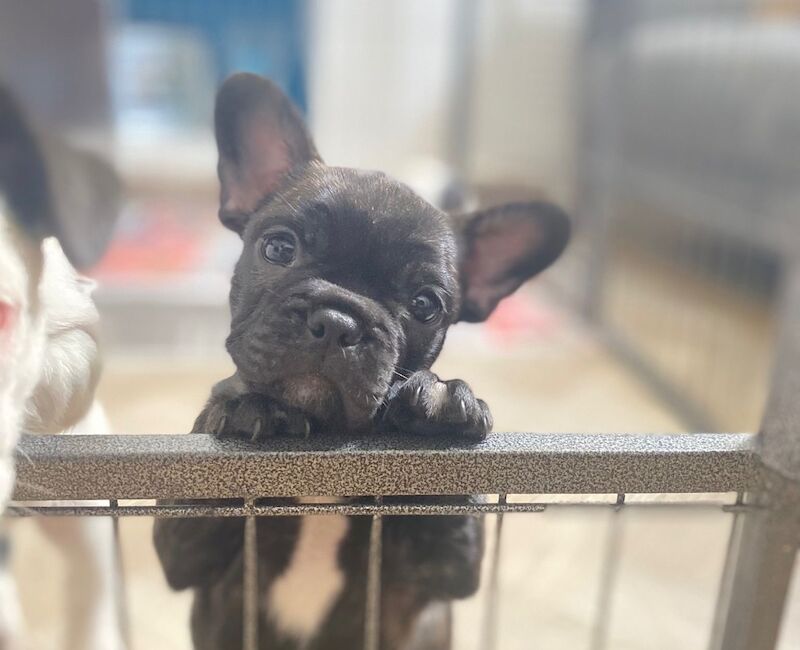 French Bulldog puppies for sale in Nottingham, Nottinghamshire – KC registered, 6 weeks old