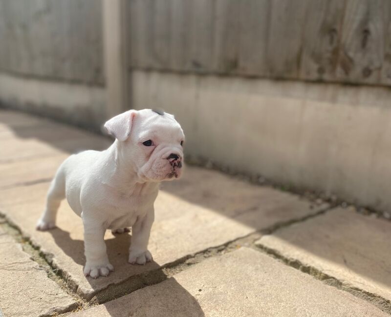 French Bulldog puppies for sale in Nottingham, Nottinghamshire – KC registered, 7 weeks old