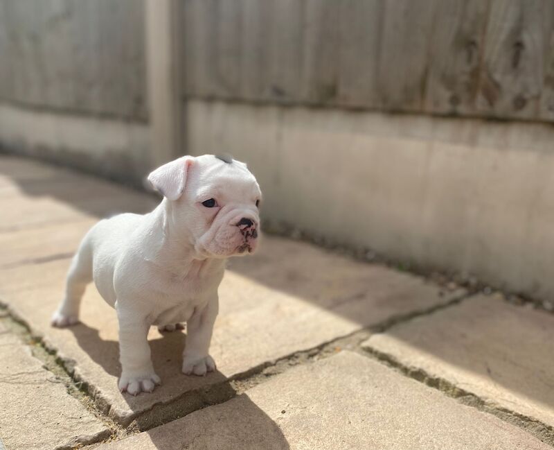 15th generation French Bulldog puppies (KC registered, FCE pedigree and breed standard colours) for sale in Nottinghamshire