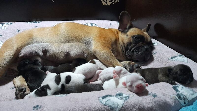 15th generation French Bulldog pups (FCE pedigree) for sale in Nottingham, Nottinghamshire