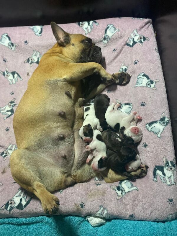 15th generation French Bulldog pups (FCE pedigree) for sale in Nottingham, Nottinghamshire | Image 2