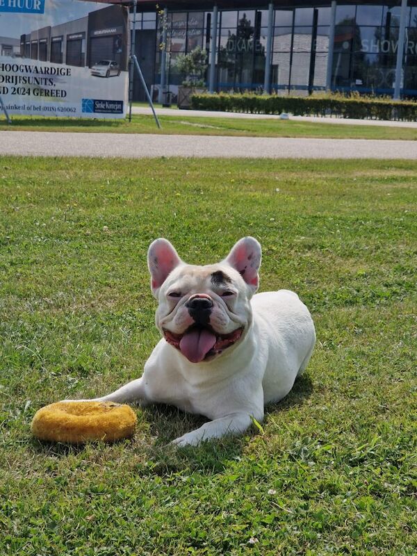 15th generation French Bulldog pups (FCE pedigree) for sale in Nottingham, Nottinghamshire | Image 3