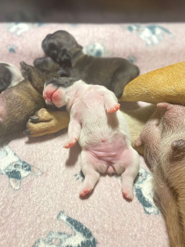15th generation French Bulldog pups (FCE pedigree) for sale in Nottingham, Nottinghamshire | Image 4
