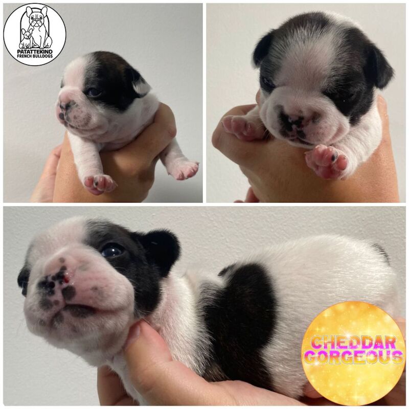 15th generation French Bulldog pups (FCE pedigree) for sale in Nottingham, Nottinghamshire - Image 5